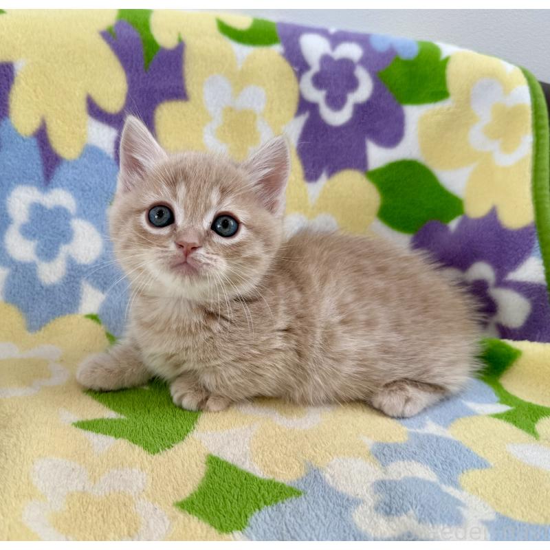 販売中の神奈川県のマンチカン-130335