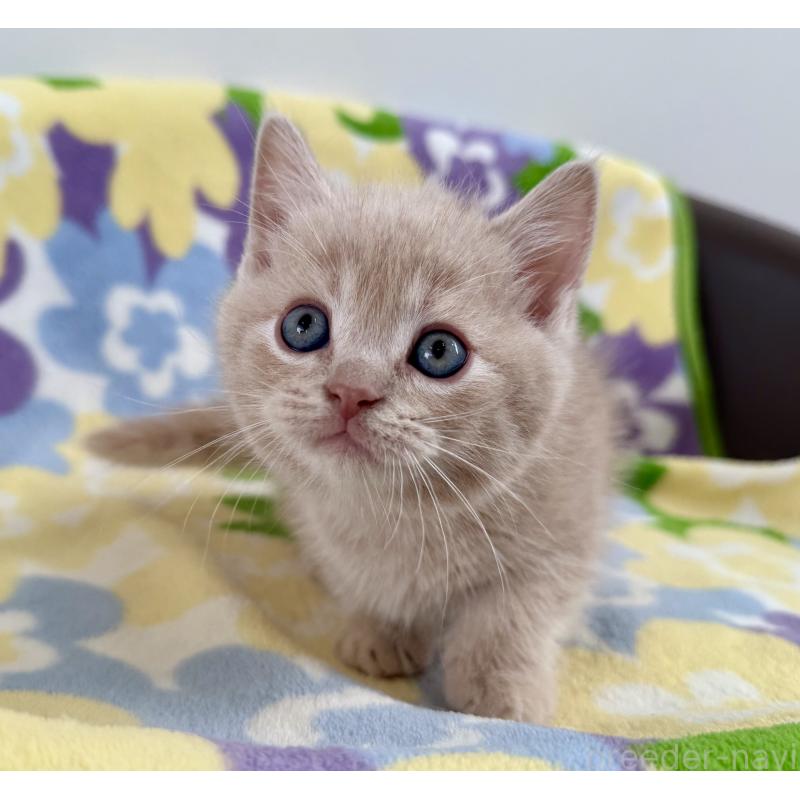 販売中の神奈川県のマンチカン-130336