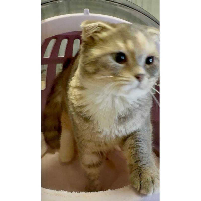 販売中の大阪府のスコティッシュフォールド(折れ耳)-130906の2枚目