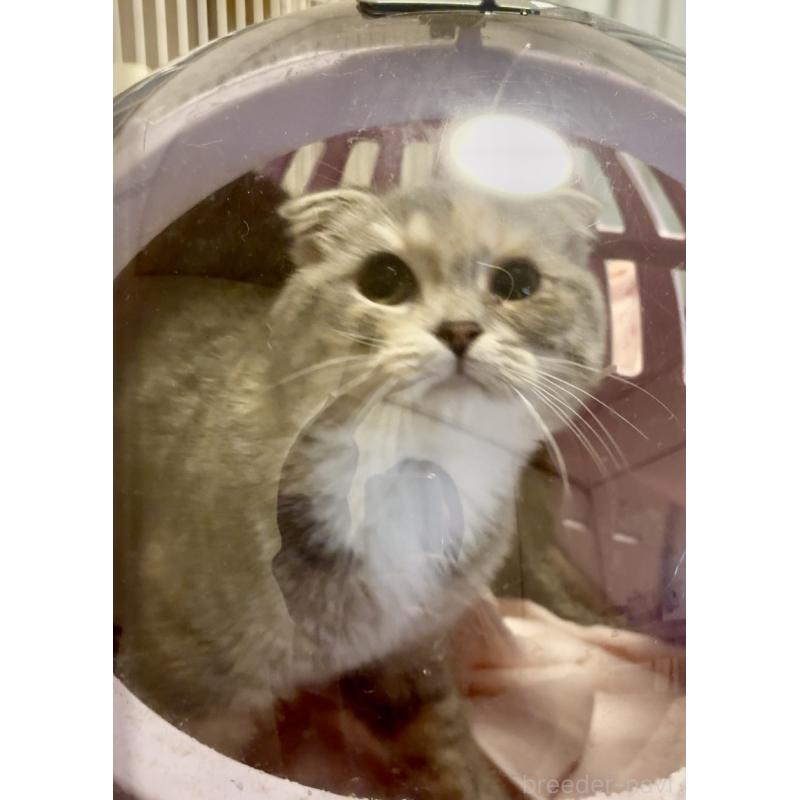 販売中の大阪府のスコティッシュフォールド(折れ耳)-130906