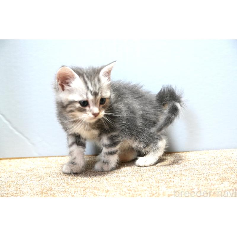 販売中の埼玉県のアメリカンショートヘア-130907の5枚目