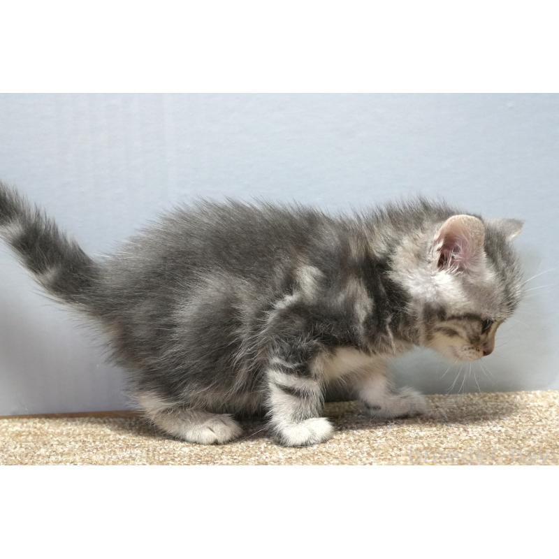 販売中の埼玉県のアメリカンショートヘア-130907の4枚目