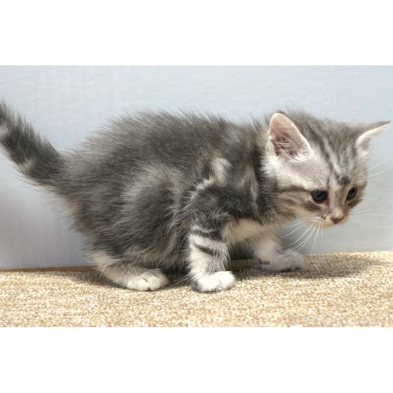 販売中の埼玉県のアメリカンショートヘア-130907の3枚目