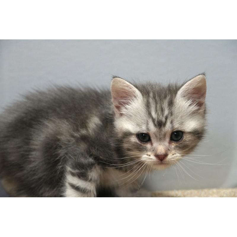 販売中の埼玉県のアメリカンショートヘア-130907の2枚目