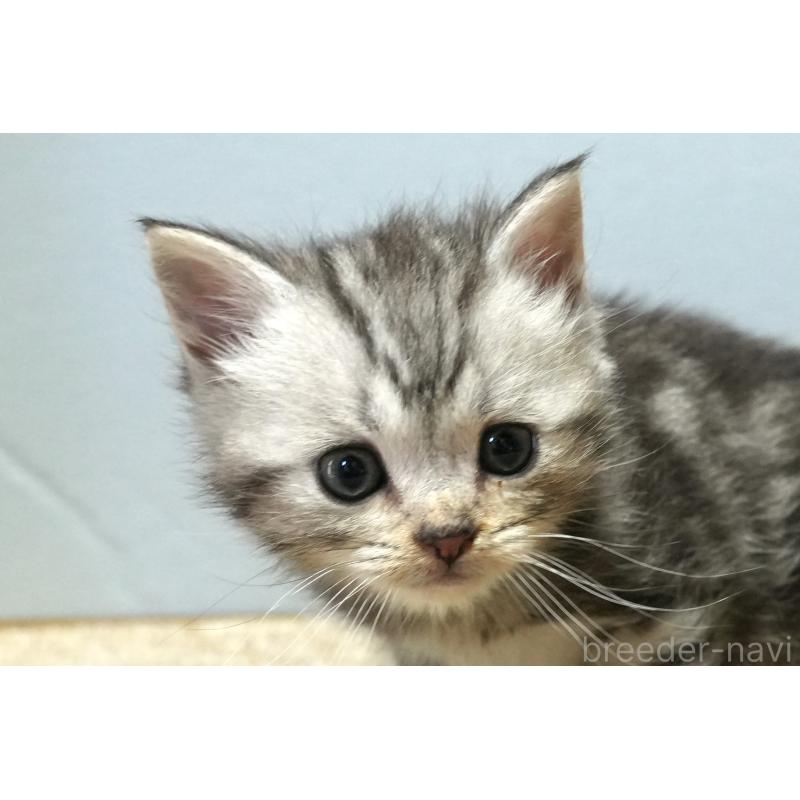 販売中の埼玉県のアメリカンショートヘア-130908の10枚目