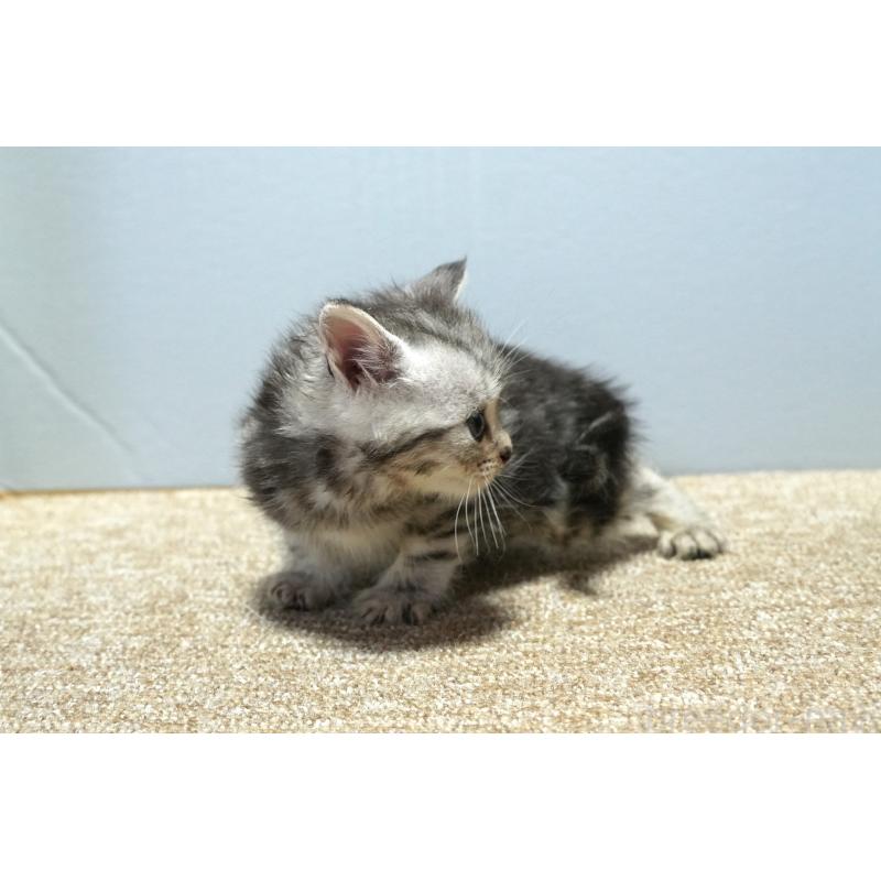 販売中の埼玉県のアメリカンショートヘア-130908の9枚目