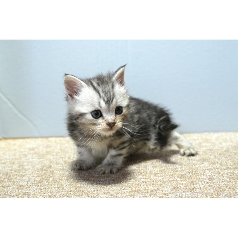 販売中の埼玉県のアメリカンショートヘア-130908の8枚目