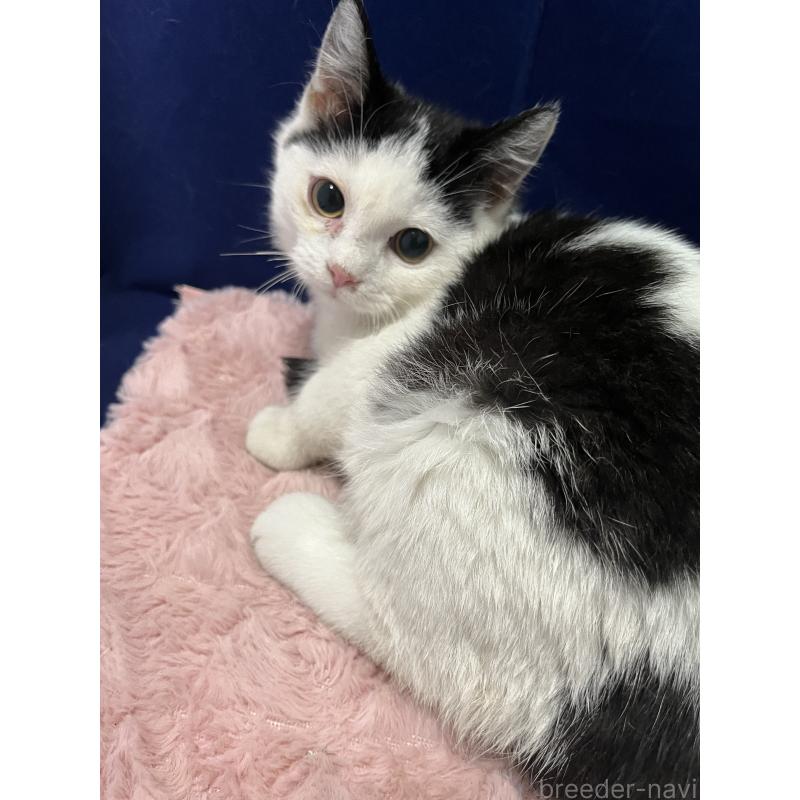 販売中の富山県のマンチカン-127723の1枚目