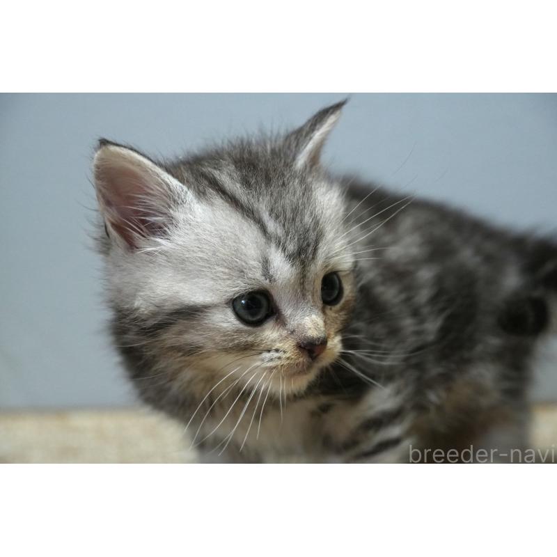 販売中の埼玉県のアメリカンショートヘア-130908の7枚目