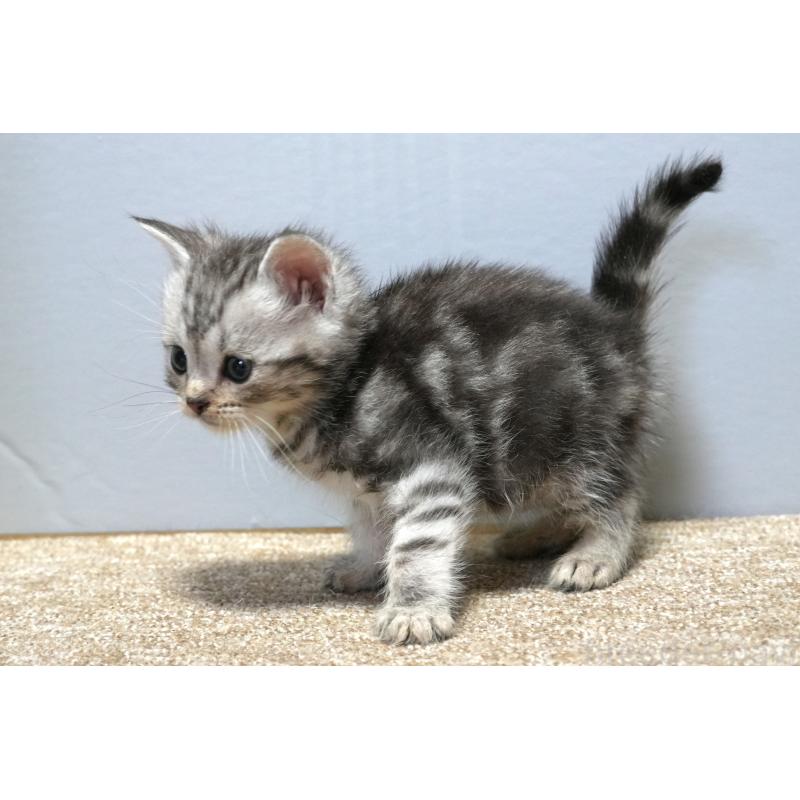 販売中の埼玉県のアメリカンショートヘア-130908の6枚目