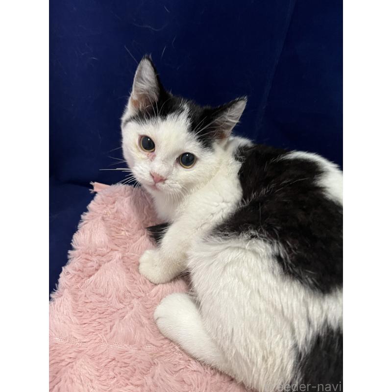 販売中の富山県のマンチカン-127723の3枚目