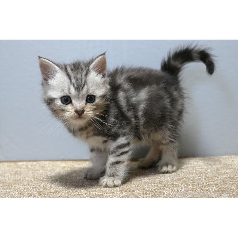 販売中の埼玉県のアメリカンショートヘア-130908の5枚目