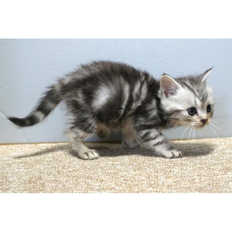 販売中の埼玉県のアメリカンショートヘア-130908の4枚目