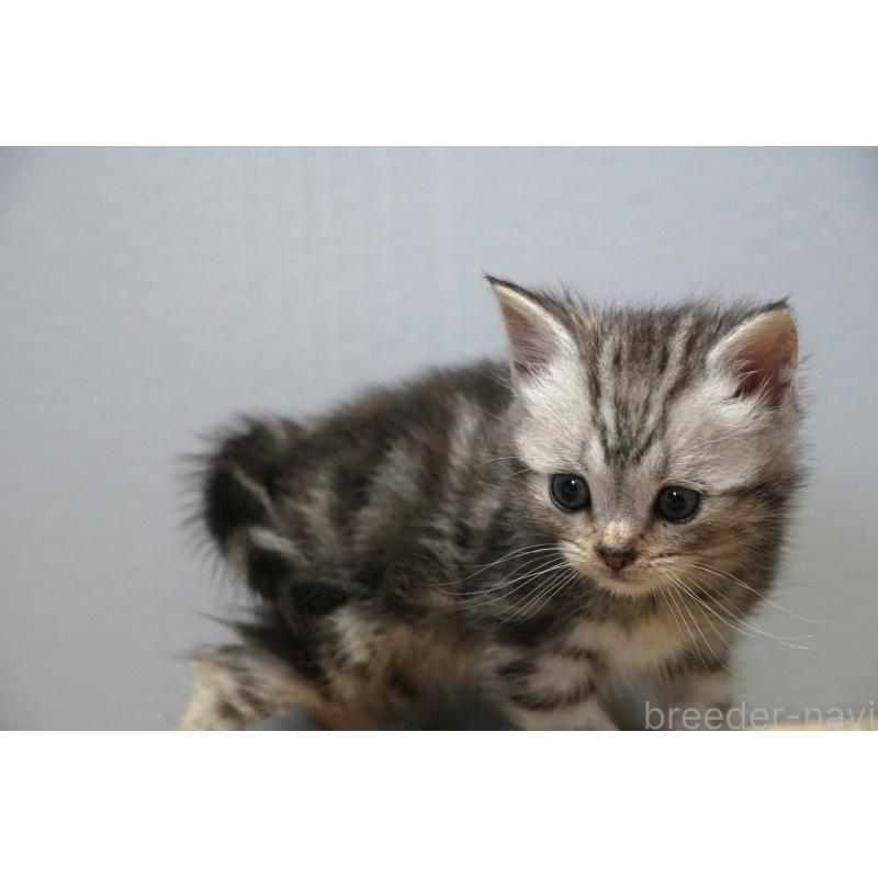 販売中の埼玉県のアメリカンショートヘア-130908の3枚目