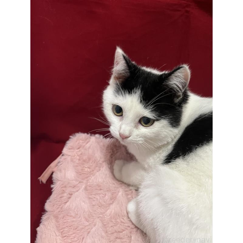 販売中の富山県のマンチカン-127724の4枚目