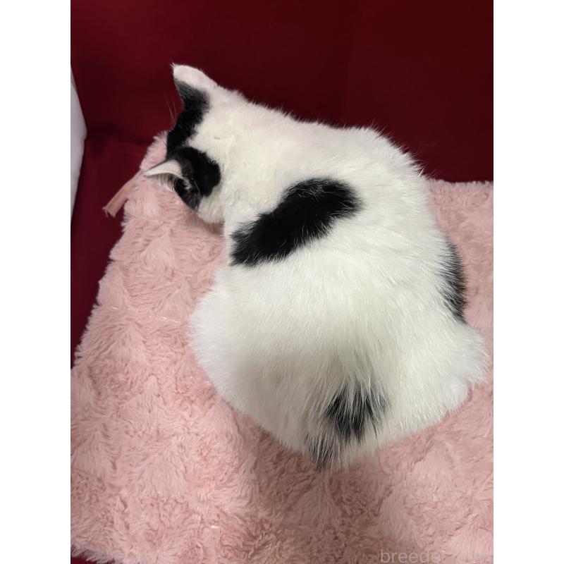 販売中の富山県のマンチカン-127724の3枚目