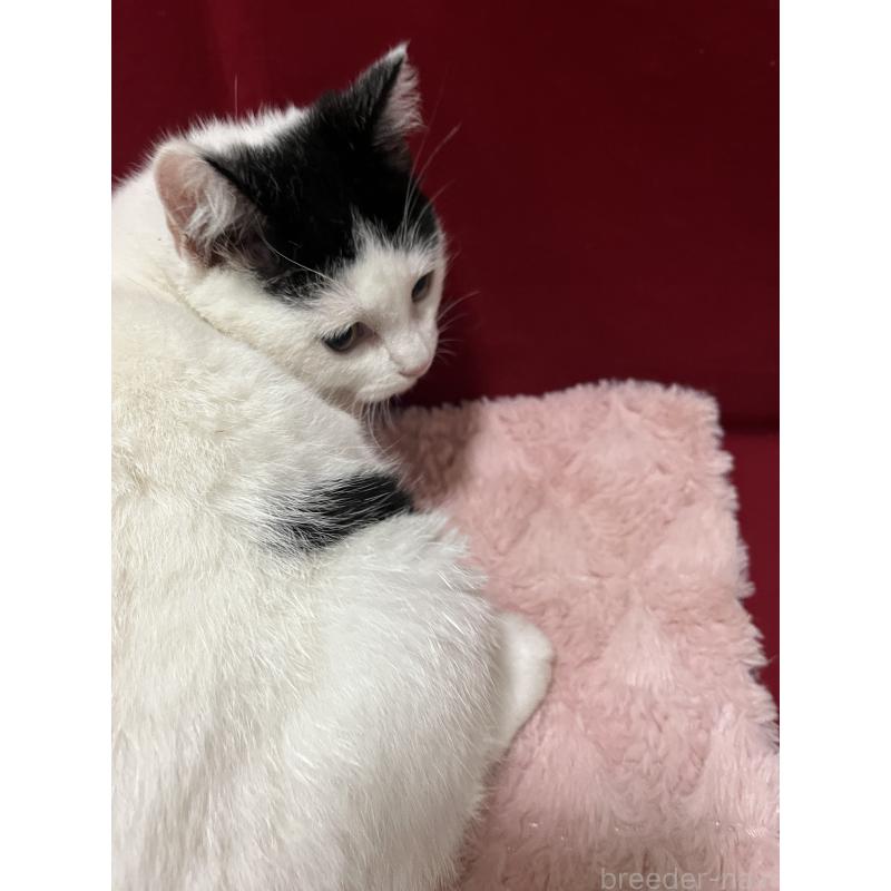 販売中の富山県のマンチカン-127724の2枚目