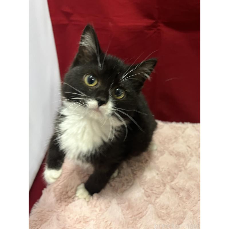 販売中の富山県のマンチカン-127725の4枚目