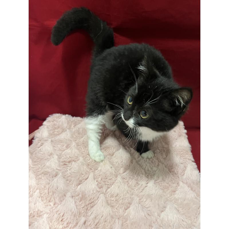 販売中の富山県のマンチカン-127725の3枚目