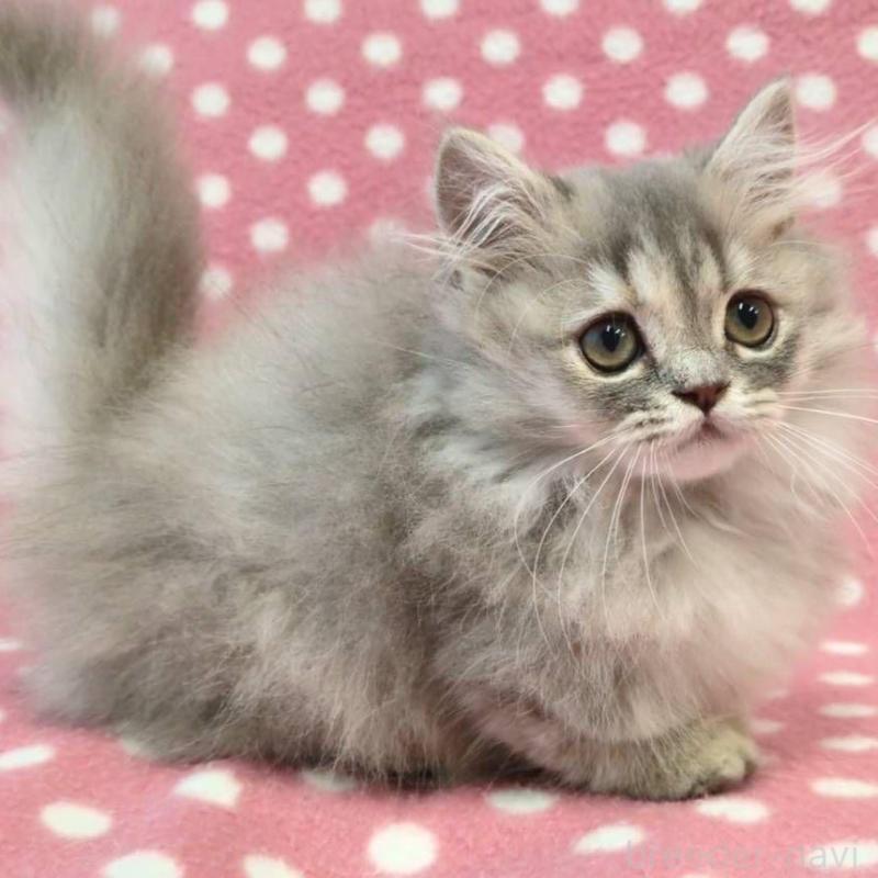 販売中の愛知県のミヌエット(短足)-130909の3枚目