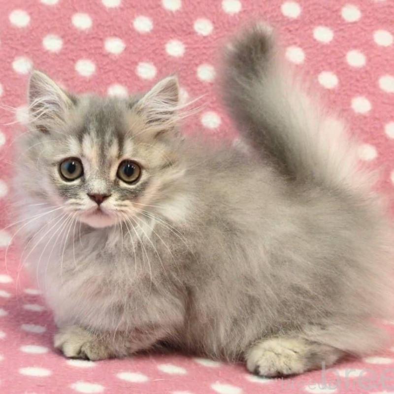 販売中の愛知県のミヌエット(短足)-130909の2枚目