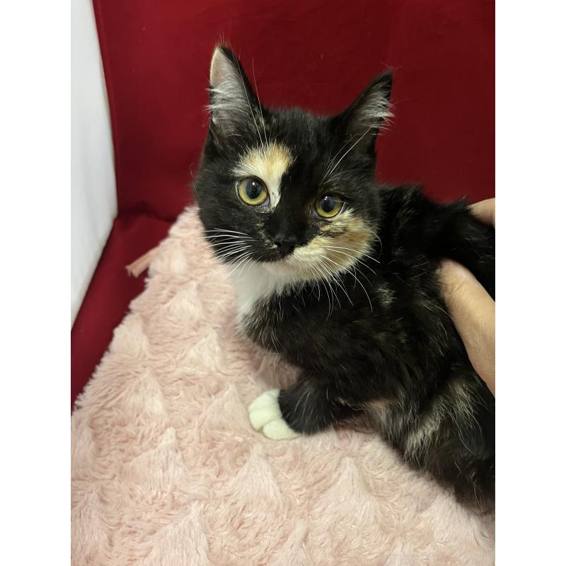 販売中の富山県のマンチカン-127726の4枚目