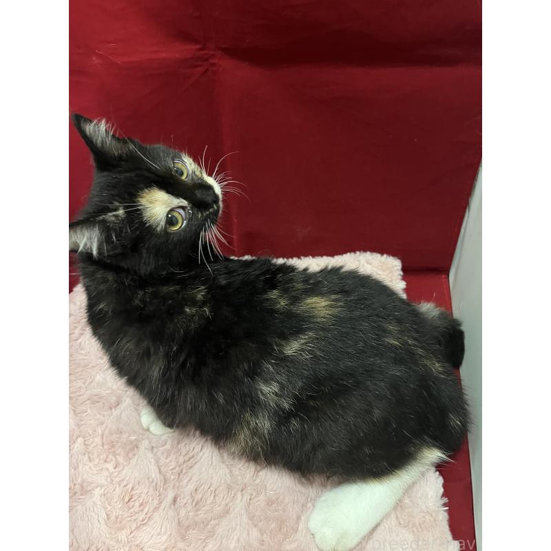 販売中の富山県のマンチカン-127726の3枚目