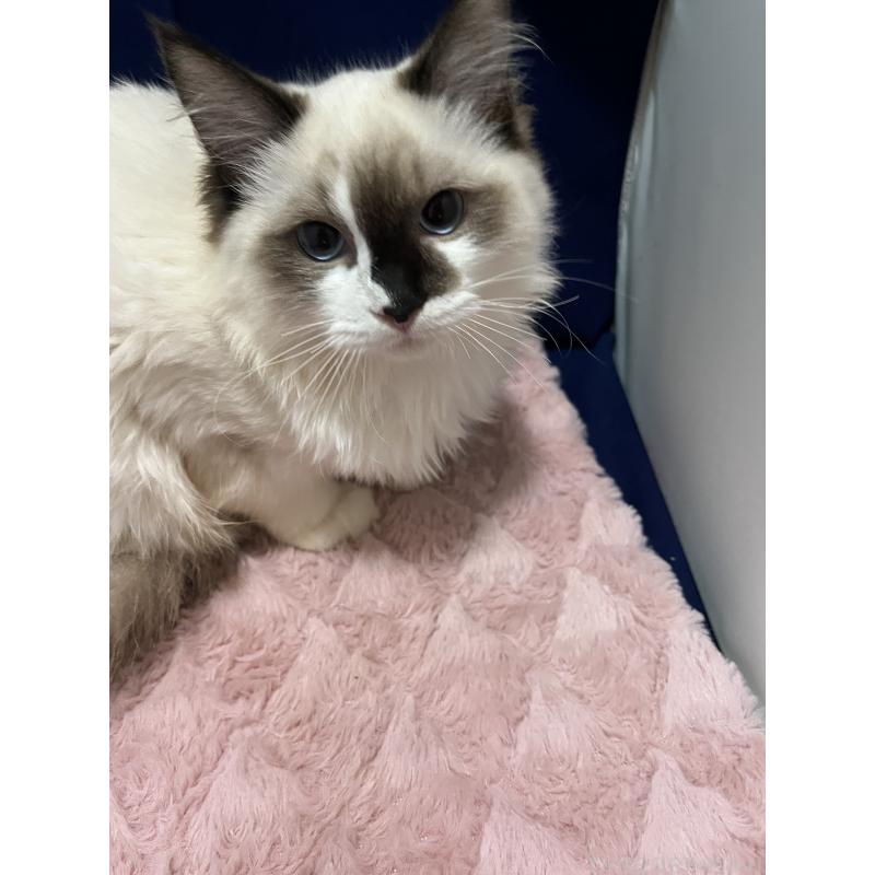 販売中の富山県のラグドール-124237の4枚目