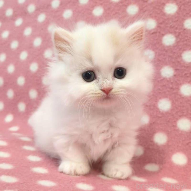 販売中の愛知県のミヌエット(短足)-130910の1枚目