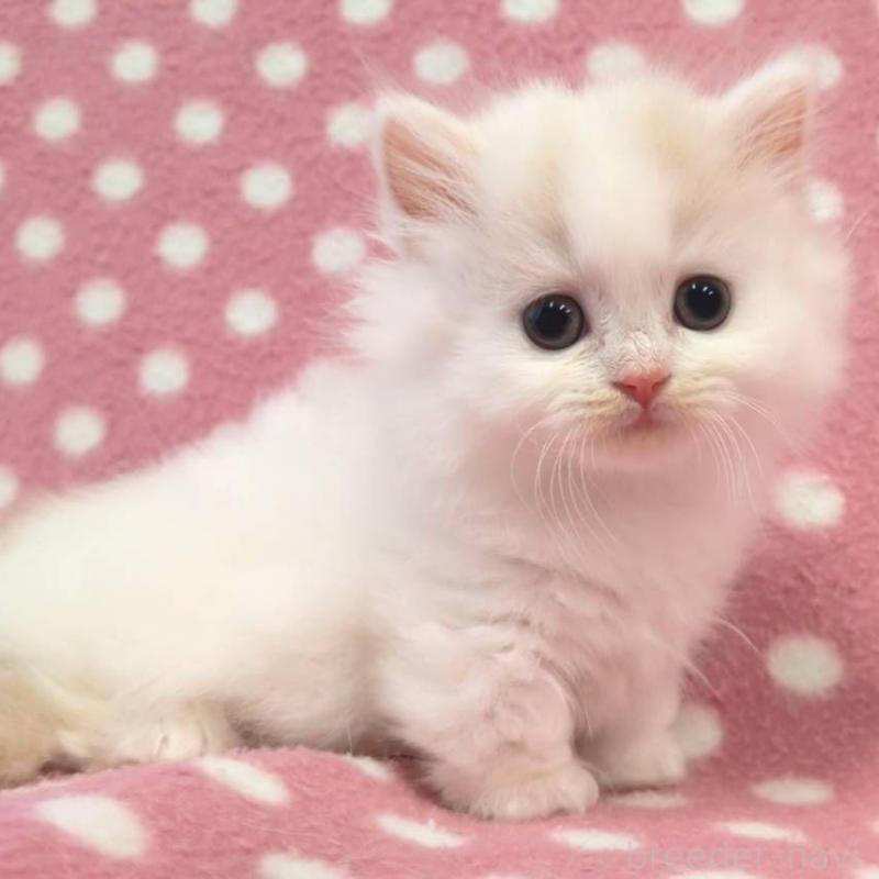 販売中の愛知県のミヌエット(短足)-130910の3枚目