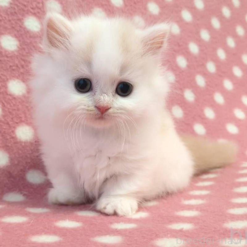 販売中の愛知県のミヌエット(短足)-130910の2枚目