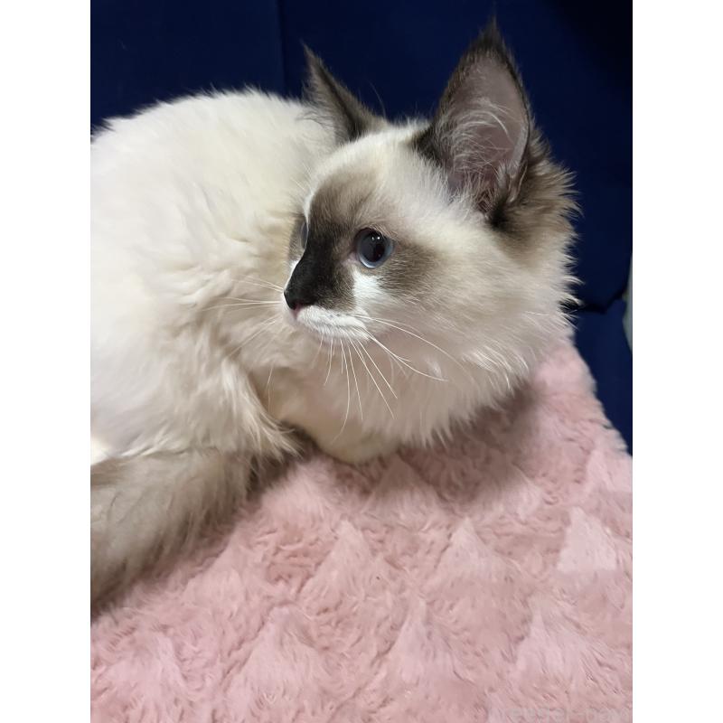 販売中の富山県のラグドール-124237の3枚目