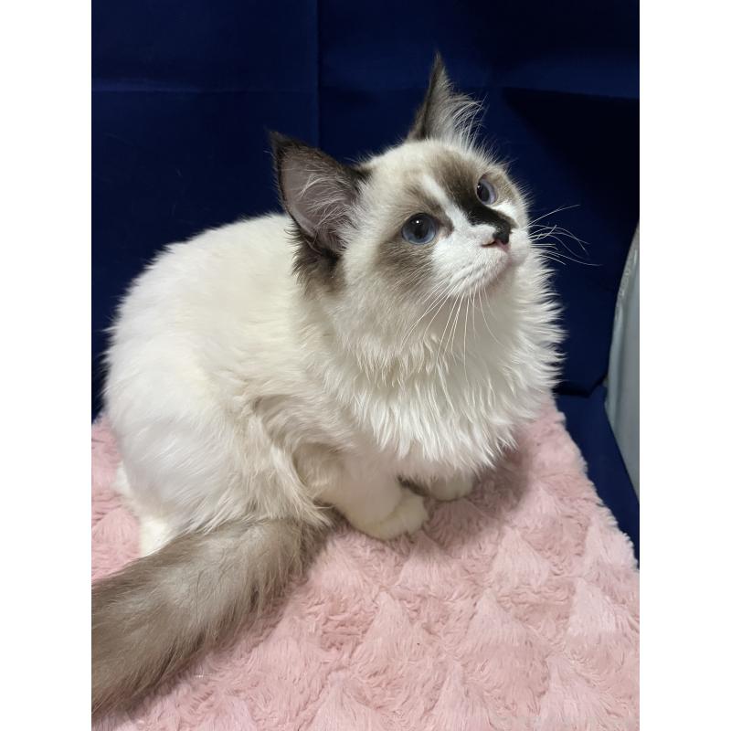 販売中の富山県のラグドール-124237の2枚目