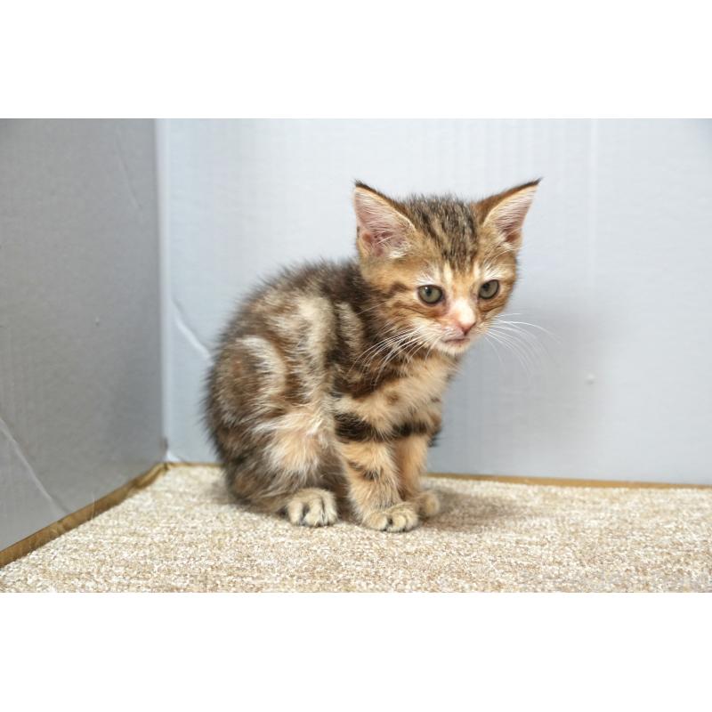 販売中の埼玉県のアメリカンショートヘア-128342の3枚目