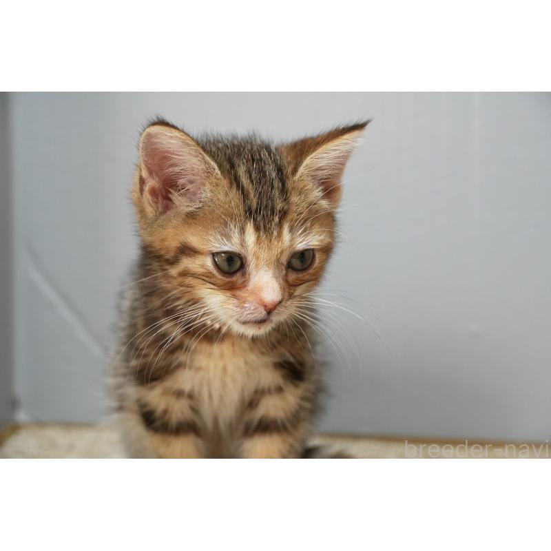 販売中の埼玉県のアメリカンショートヘア-128342の2枚目