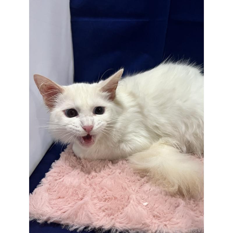 販売中の富山県のラグドール-124032の5枚目