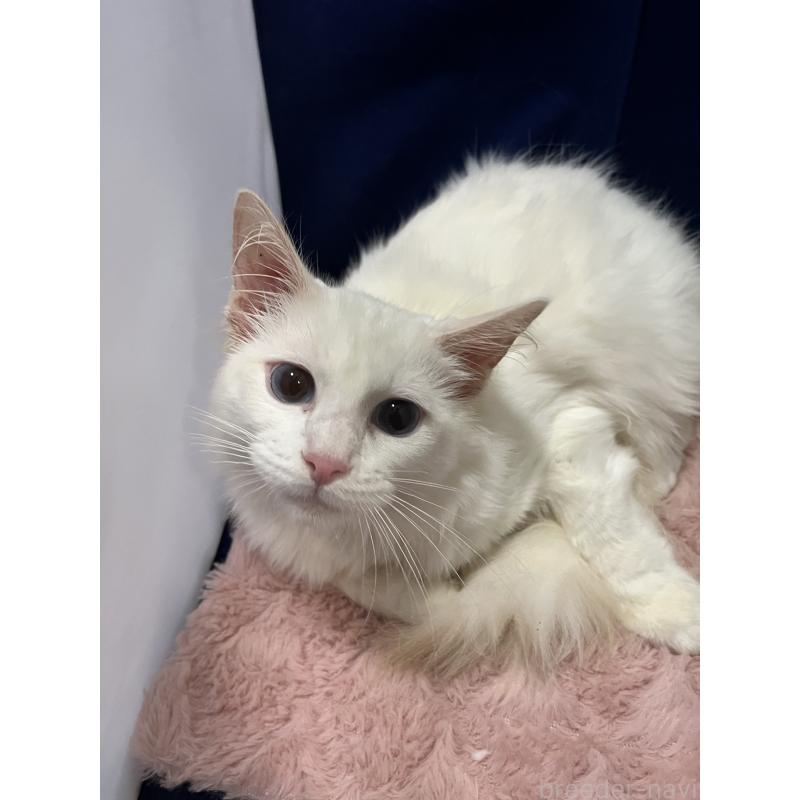 販売中の富山県のラグドール-124032の4枚目