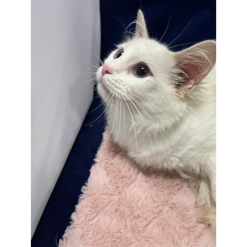 販売中の富山県のラグドール-124032の3枚目