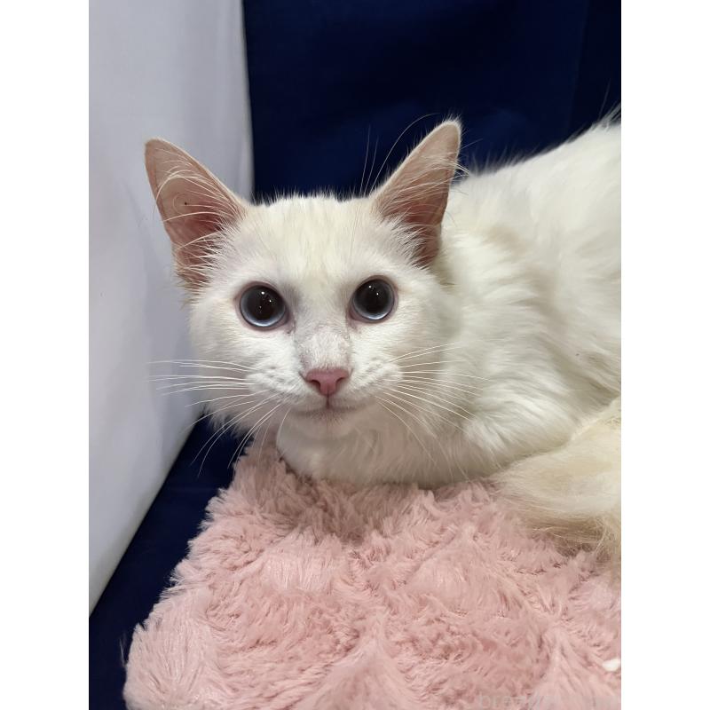 販売中の富山県のラグドール-124032の2枚目