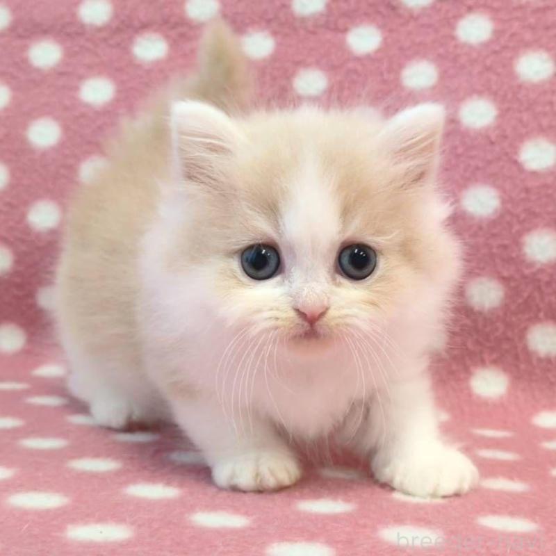 販売中の愛知県のミヌエット(短足)-130911の2枚目