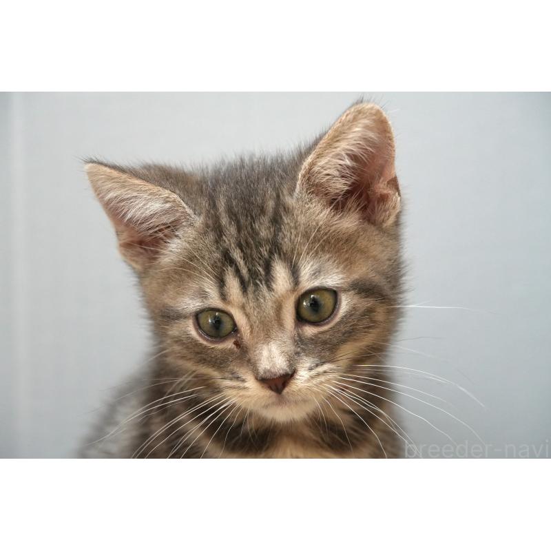 販売中の埼玉県のアメリカンショートヘア-128341の3枚目