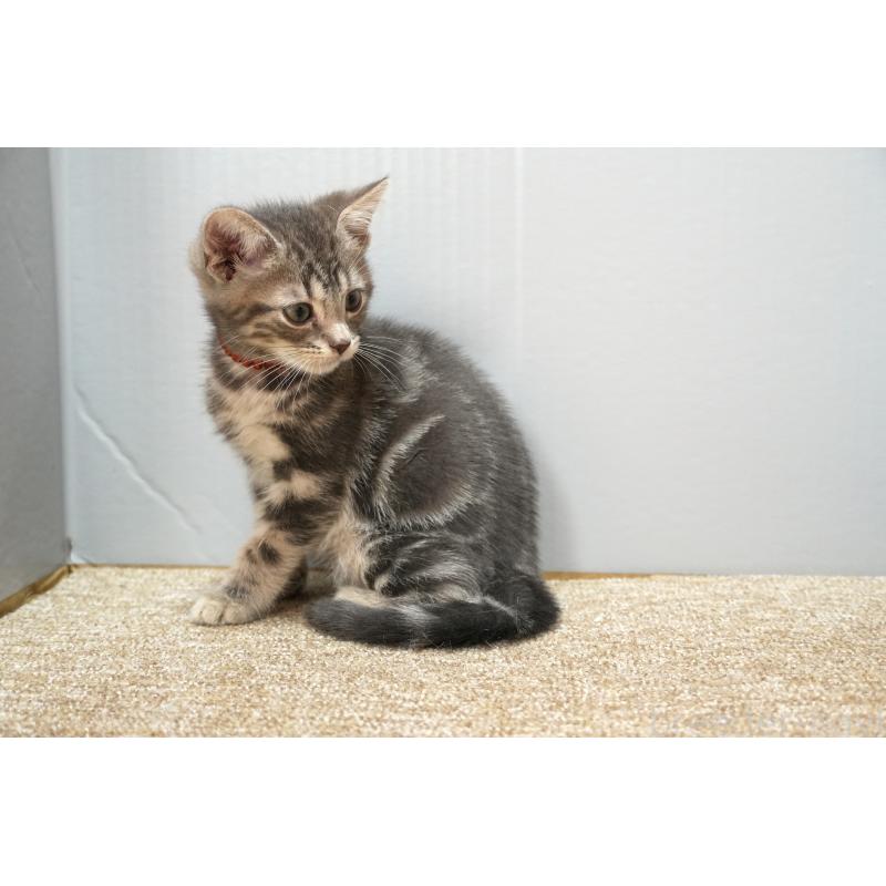 販売中の埼玉県のアメリカンショートヘア-128341の2枚目