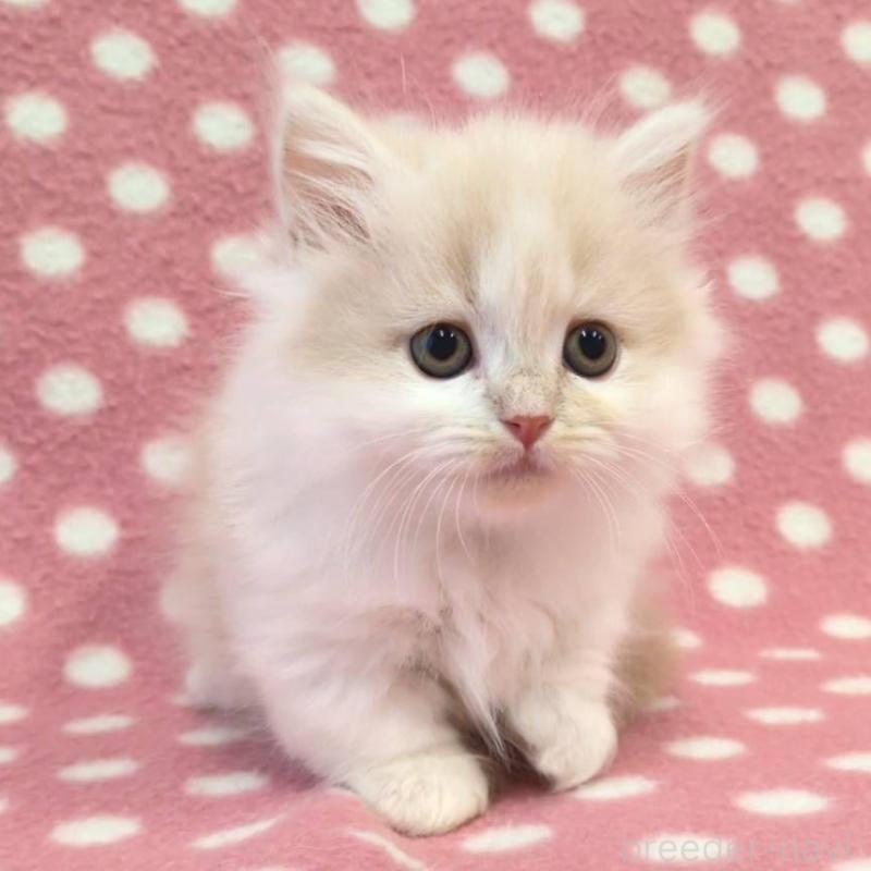 販売中の愛知県のミヌエット(短足)-130912の2枚目