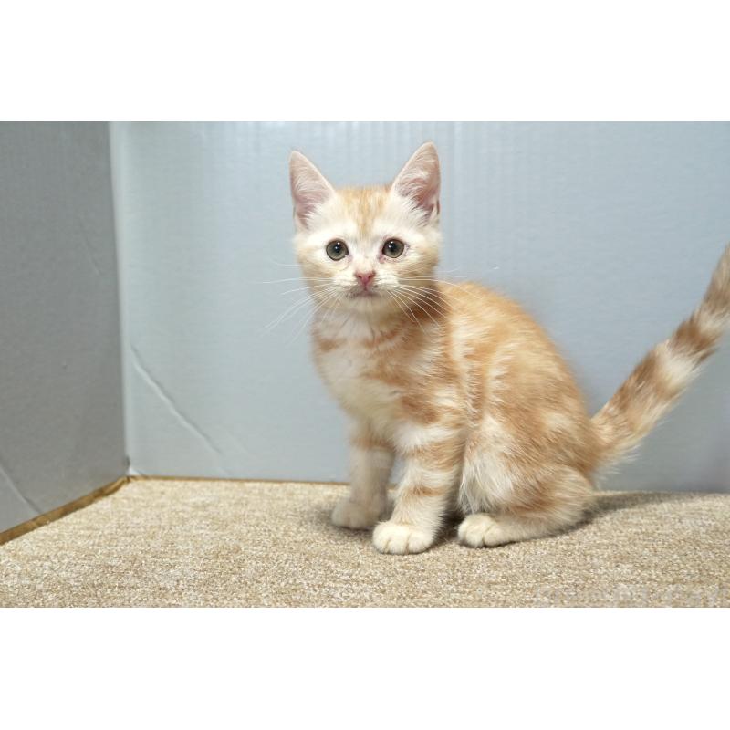 販売中の埼玉県のアメリカンショートヘア-128910の5枚目