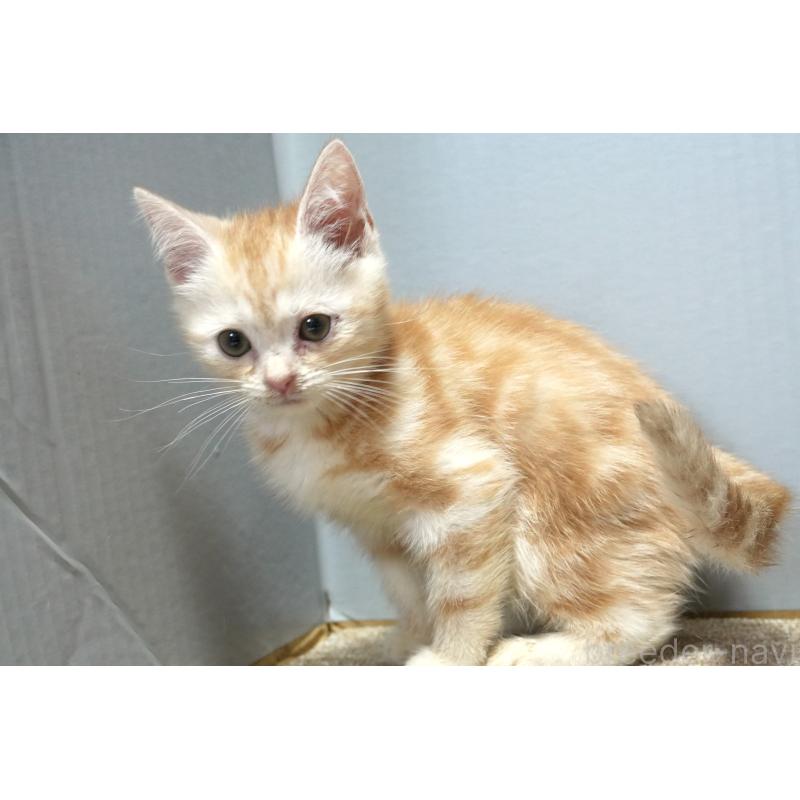 販売中の埼玉県のアメリカンショートヘア-128910の3枚目