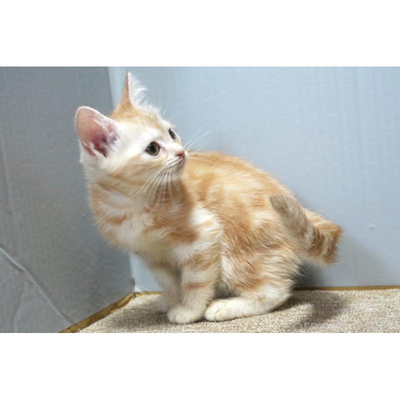 販売中の埼玉県のアメリカンショートヘア-128910の2枚目