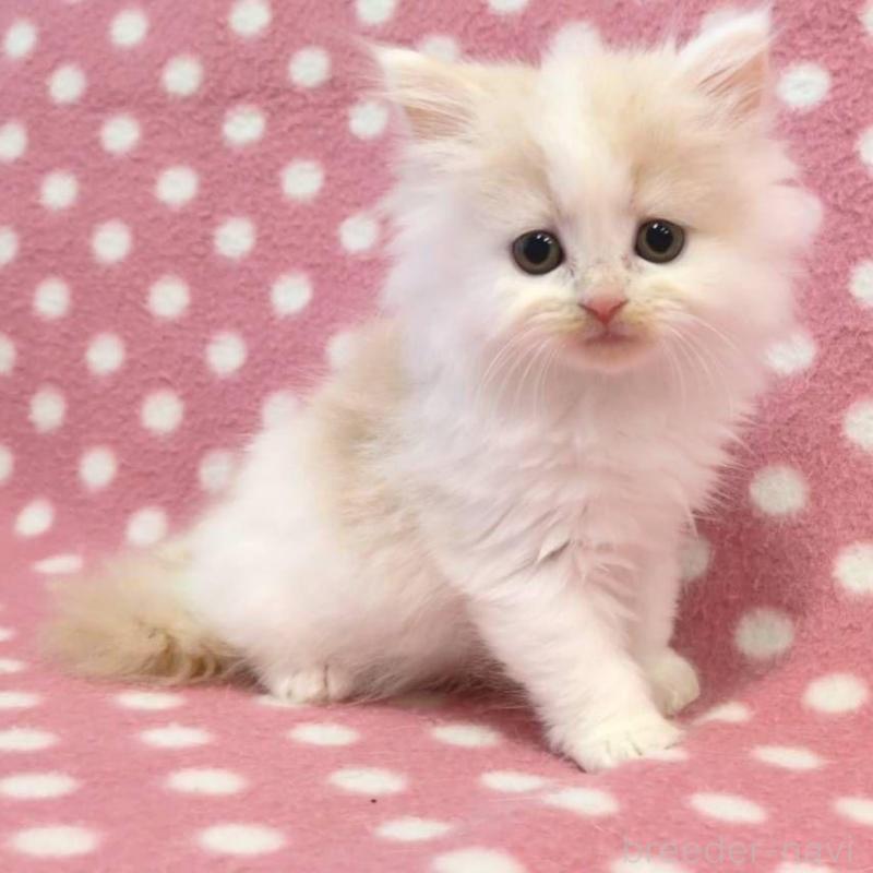 販売中の愛知県のミヌエット-130914の3枚目