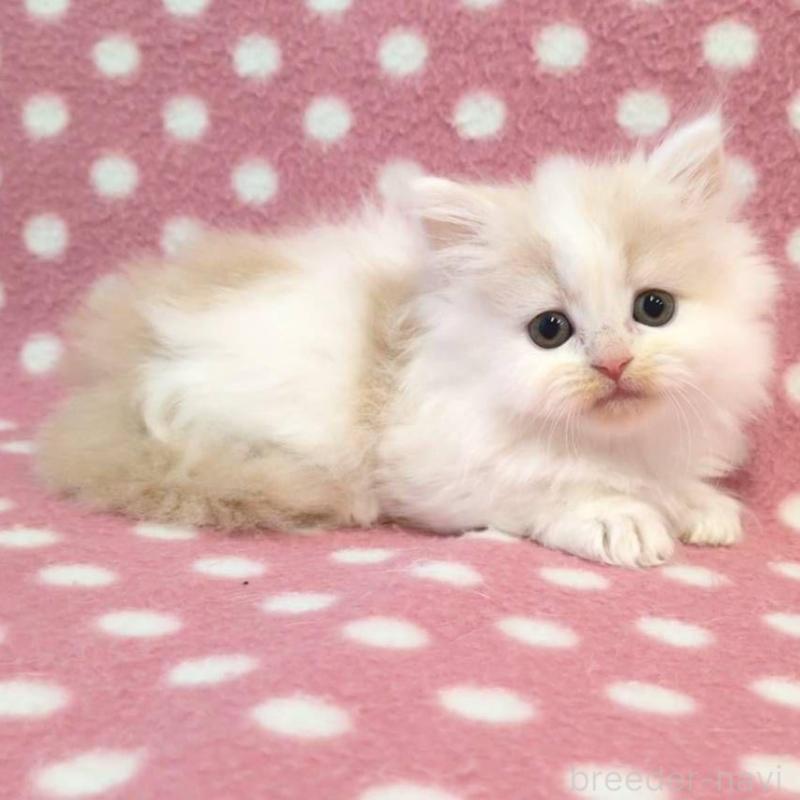 販売中の愛知県のミヌエット-130914の2枚目