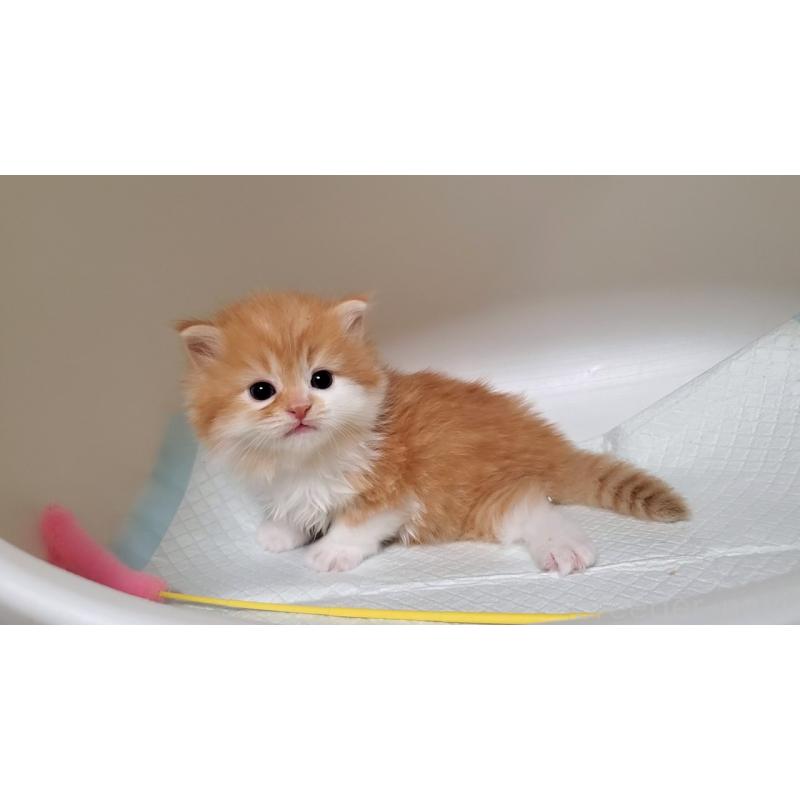 販売中の大阪府のミヌエット-130915の6枚目