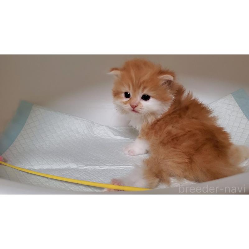 販売中の大阪府のミヌエット-130915の5枚目